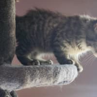 Photo of Amy (In Foster Care In Templestowe)