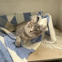 Photo of Sailor