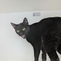 Photo of Shadow