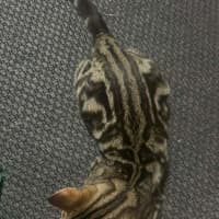 Photo of Milo