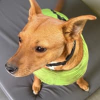 Photo of Reggie