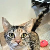 Photo of Lettie