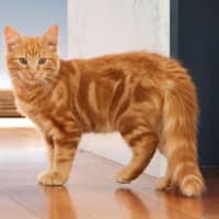 Photo of Hansel Moriarty