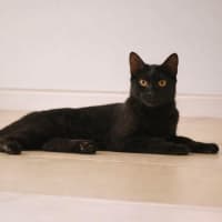 Photo of 12818   Tess