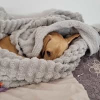 Photo of Archie