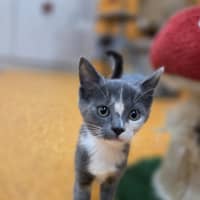 Photo of Buttons