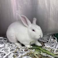 Photo of Snowball