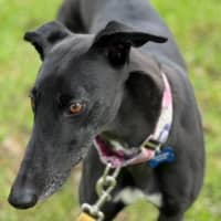 Photo of Tinker Bell