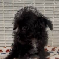Photo of Trinket