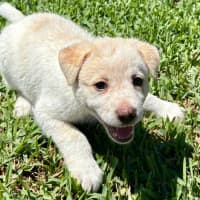 Photo of Aspen   6 Week Old Cattle Dog X