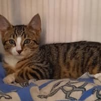 Photo of Gilligan