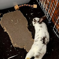 Photo of Strawberry And Popcorn 