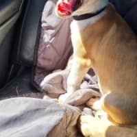 Photo of Maple
