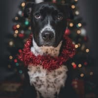 Photo of Oreo