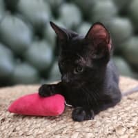 Photo of Void The Valiant