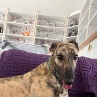 Photo of Alice, The Greyhound