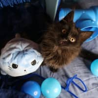 Photo of Electron