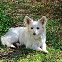 Photo of Bailey