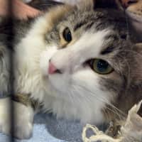 Photo of Cocoa