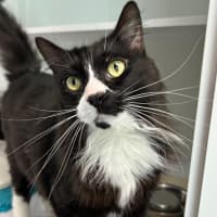 Photo of Mac (Bonded To Phoebe)