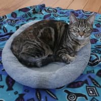 Photo of Starfire   In Foster Care In Brunswick