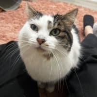 Photo of Luna