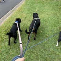 Photo of Major *$350 Adoption Fee*