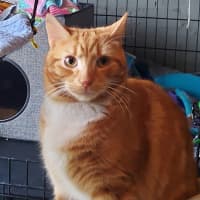 Photo of Leyton & Dakota 🐈‍⬛🌺