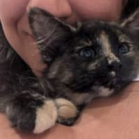Photo of Bluebell
