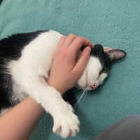 Photo of Poe *9 Lives Project Rescue*