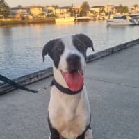 Photo of Ace *$250 Adoption Fee*