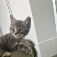 Photo of Miso