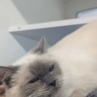 Photo of Bramble