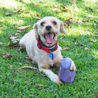 Photo of Latte