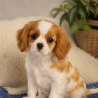 Photo of Hudson