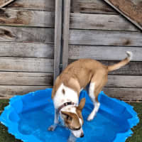 Photo of Olive