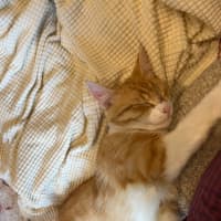Photo of Mochi