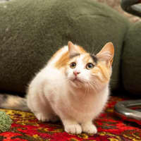 Photo of Ginger Bit