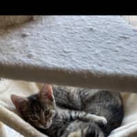 Photo of Mistletoe/Toey Meet Me@Petstock Mornington Nepean 