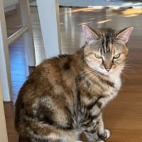 Photo of Misty