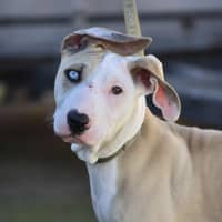 Photo of Dingpants