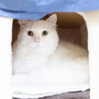Photo of Olive