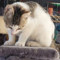 Photo of Patch