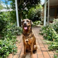 Photo of Dexter *$250 Adoption Fee*