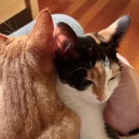 Photo of Rosie & Rudy 
