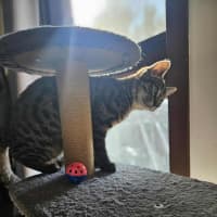 Photo of Oscar   Located In Boronia 