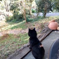 Photo of Leonard The Chatty Gentleman