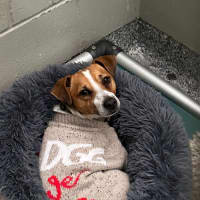 Photo of Bilbo Baggins