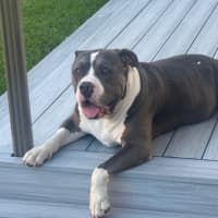 Photo of Biggie *$250 Adoption Fee*