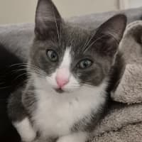 Photo of Mila Meet Me@Petstock Hastings Store 